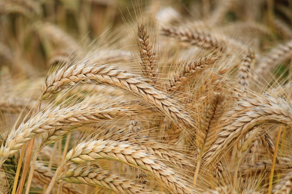 pexels-photo-326082-326082 Close-up of golden wheat in a summer field. Perfect for agricultural themes.